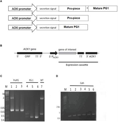 Efficient Production of Recombinant Protegrin-1 From Pichia pastoris, and Its Antimicrobial and in vitro Cell Migration Activity